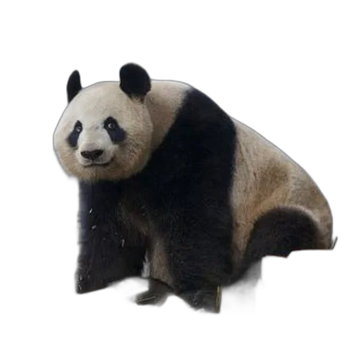 animal, creature, staff, face transparent PNG cut-out