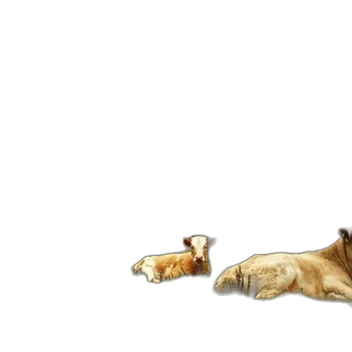 animal, furniture, shoes, staff transparent PNG cut-out