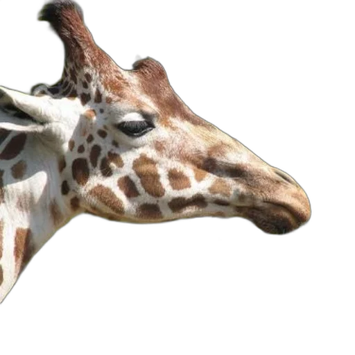 animal, creature, face, mask transparent PNG cut-out