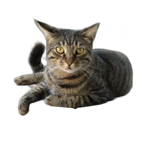 animal, creature, staff, face transparent PNG cut-out