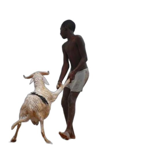 animal, creature, staff, 3d render transparent PNG cut-out