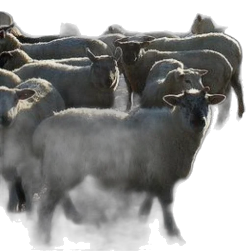 animal, photorealistic, concept art, 3d render transparent PNG cut-out