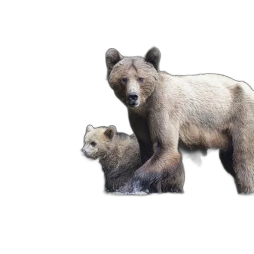 animal, creature, photorealistic, concept art transparent PNG cut-out