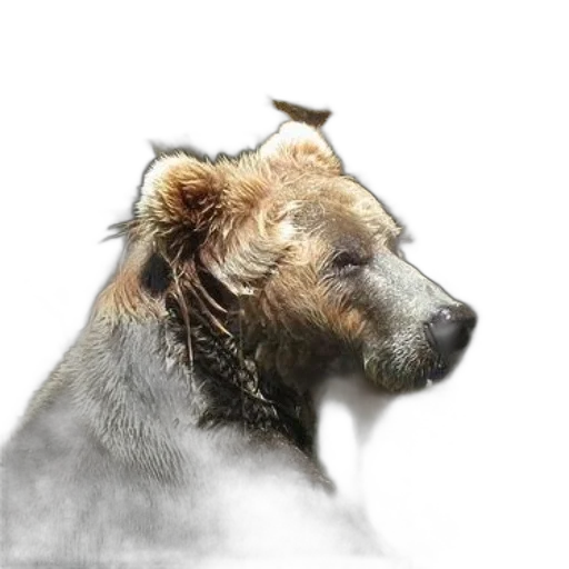 animal, creature, hair, hat transparent PNG cut-out