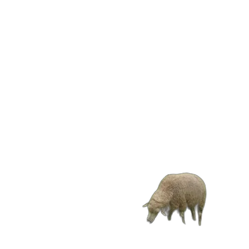 creature, animal, hat, hair transparent PNG cut-out