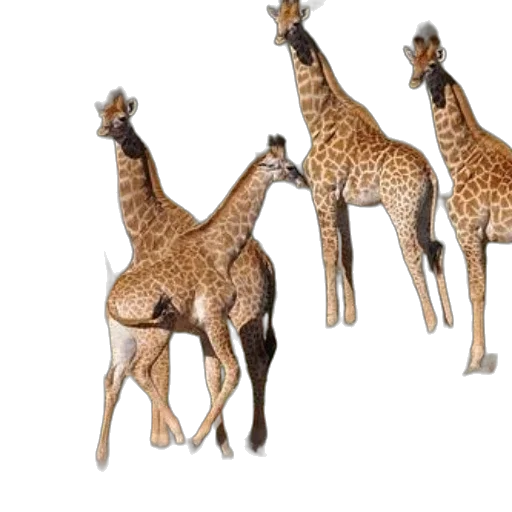 animal, 3d render, concept art, photorealistic transparent PNG cut-out