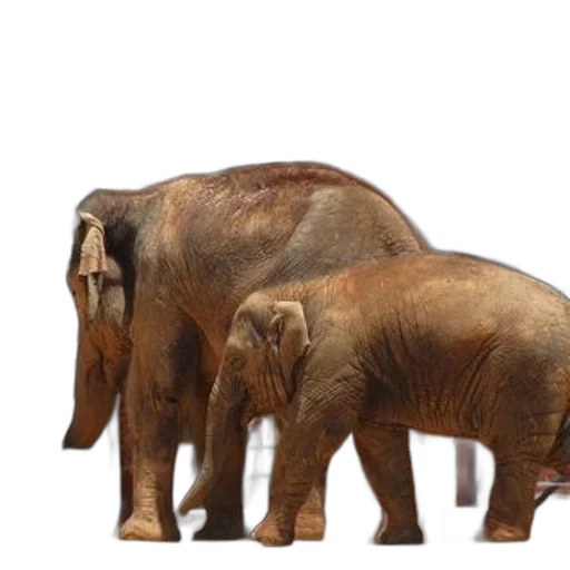 animal, concept art, 3d render, photorealistic transparent PNG cut-out