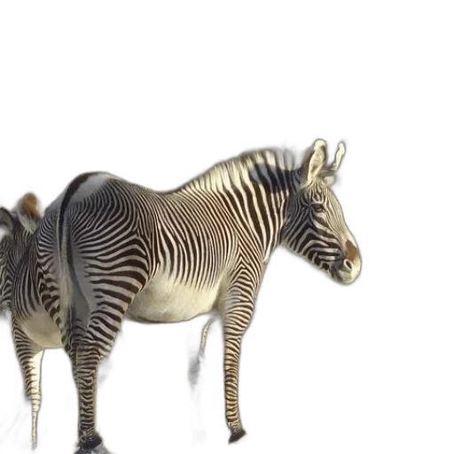 animal, creature, jewelry, 3d render transparent PNG cut-out