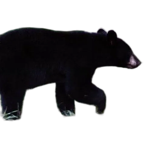 animal, creature, staff, weapon transparent PNG cut-out