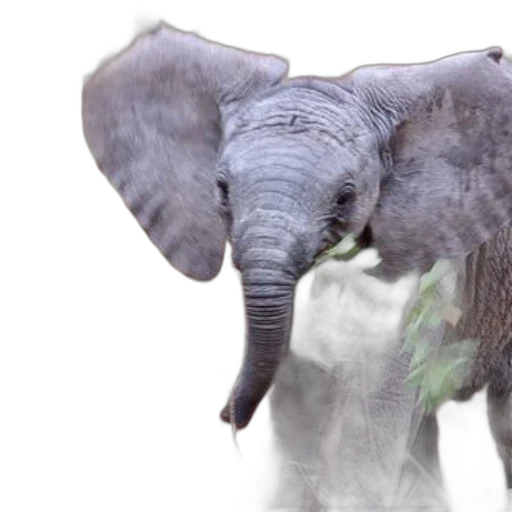 animal, creature, 3d render, photorealistic transparent PNG cut-out