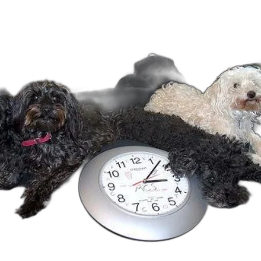 photorealistic, 3d render, two, dogs transparent PNG cut-out