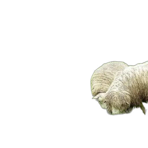 animal, hair, creature, food transparent PNG cut-out