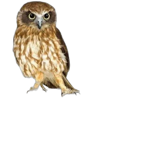 animal, creature, staff, dress transparent PNG cut-out