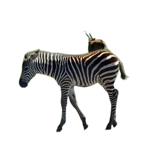 animal, creature, staff, dragon transparent PNG cut-out