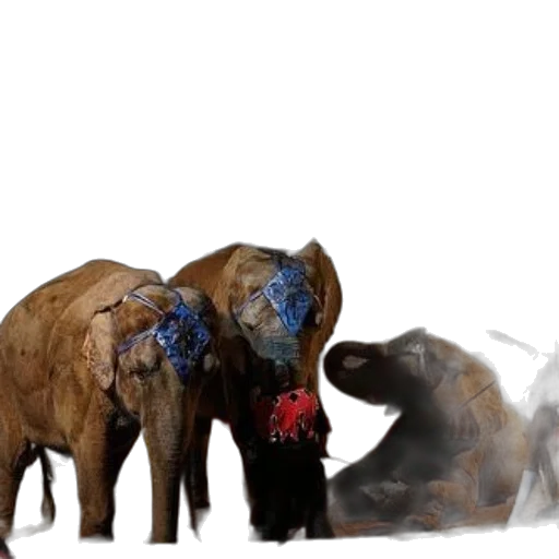 concept art, elephants, performing, circus transparent PNG cut-out
