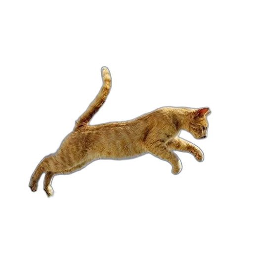 animal, staff, creature, weapon transparent PNG cut-out