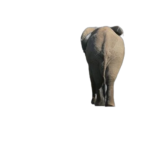 animal, creature, staff, hat transparent PNG cut-out