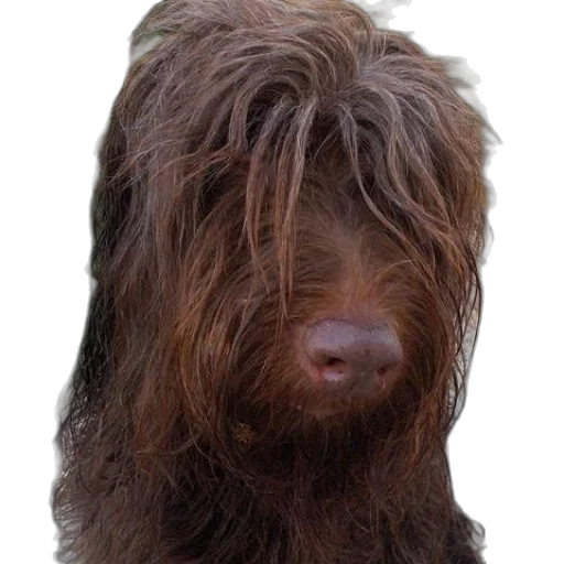 hair, animal, creature, face transparent PNG cut-out