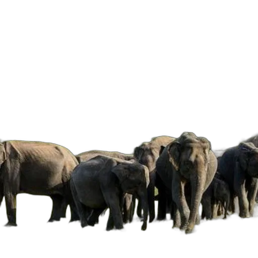 animal, staff, concept art, herd transparent PNG cut-out