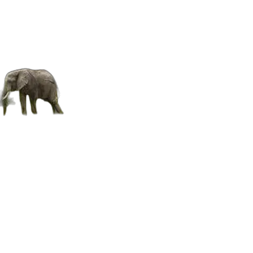 animal, creature, dragon, weapon transparent PNG cut-out