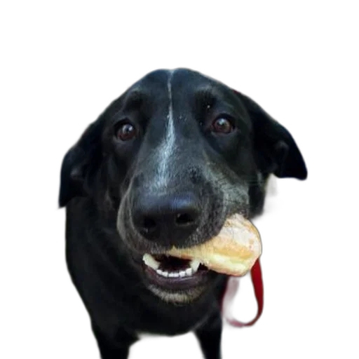 food, animal, staff, creature transparent PNG cut-out
