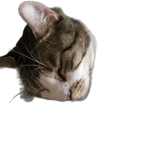 animal, staff, face, hat transparent PNG cut-out