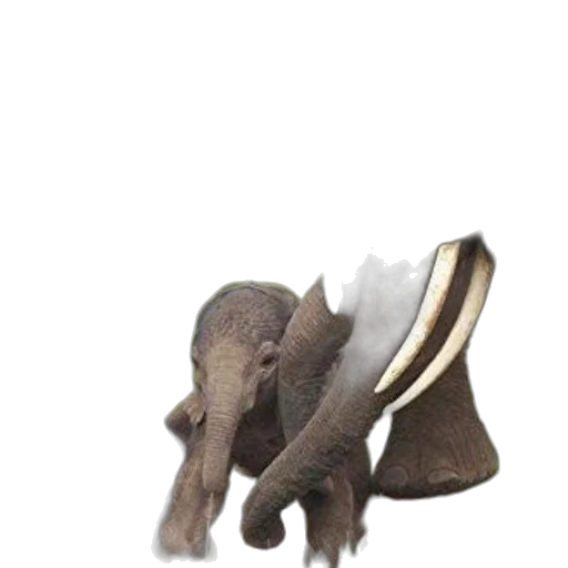 shoes, animal, hat, creature transparent PNG cut-out