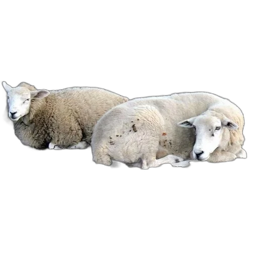 animal, food, 3d render, photorealistic transparent PNG cut-out