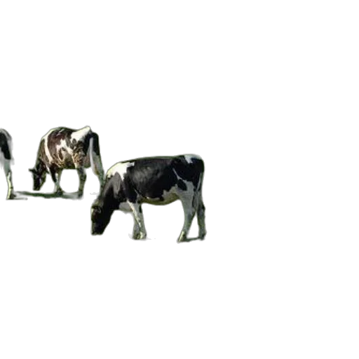animal, furniture, weapon, car transparent PNG cut-out