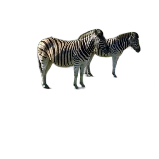 animal, creature, furniture, jewelry transparent PNG cut-out
