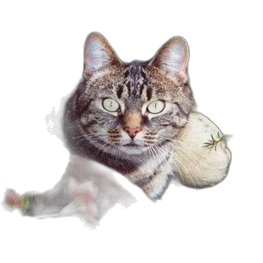 animal, flower, staff, food transparent PNG cut-out