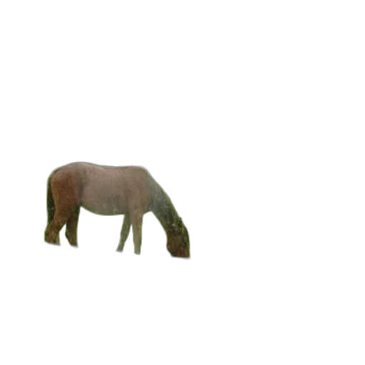 animal, creature, furniture, hat transparent PNG cut-out