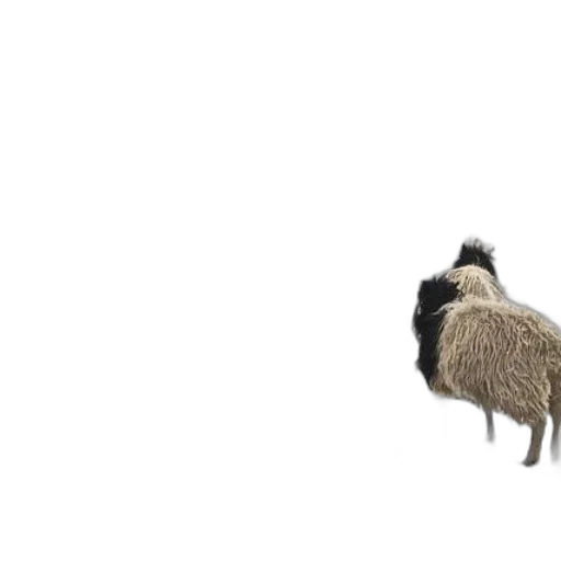 animal, hair, hat, creature transparent PNG cut-out