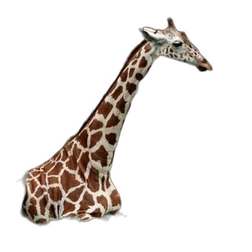 animal, creature, shoes, hat transparent PNG cut-out