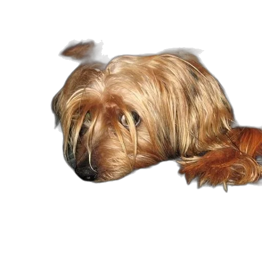 animal, hair, creature, staff transparent PNG cut-out