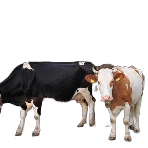 animal, food, dress, two transparent PNG cut-out