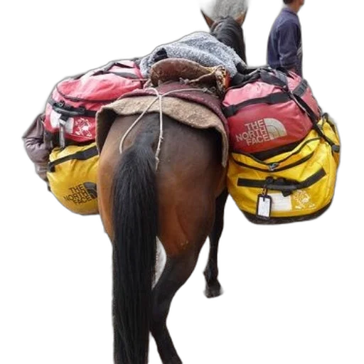 jacket, hat, animal, horse transparent PNG cut-out