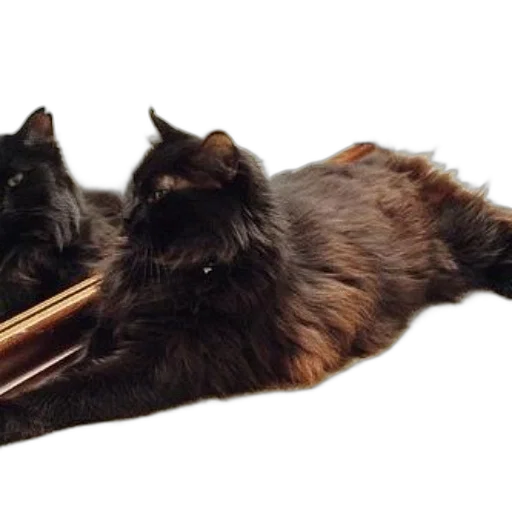 staff, umbrella, shoes, weapon transparent PNG cut-out