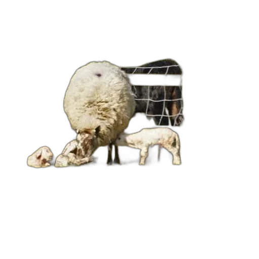 animal, furniture, food, creature transparent PNG cut-out