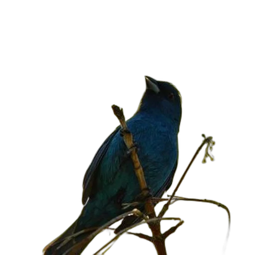 staff, animal, jewelry, crown transparent PNG cut-out