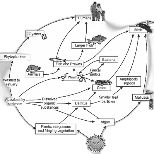 image, food, web, diagram transparent PNG cut-out