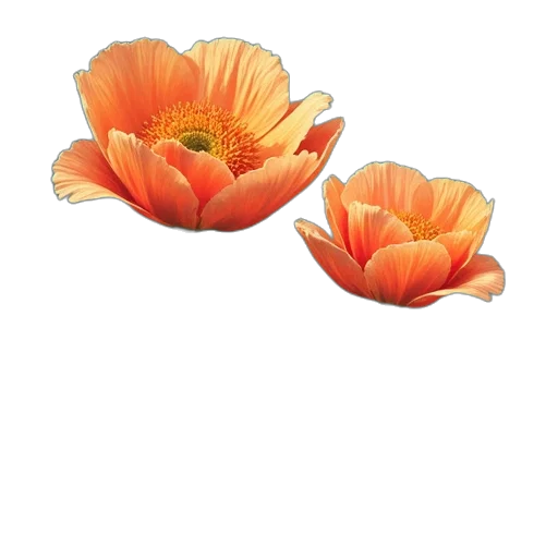 flower, crown, jewelry, hat transparent PNG cut-out
