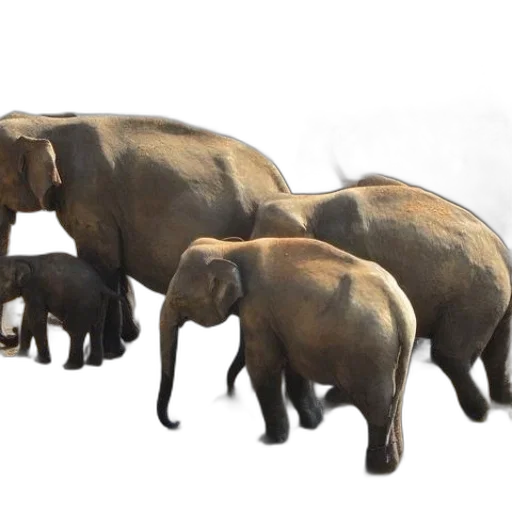 animal, concept art, 3d render, photorealistic transparent PNG cut-out