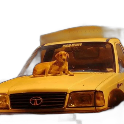 car, animal, staff, photorealistic transparent PNG cut-out