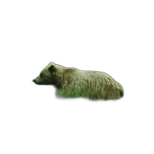 animal, hair, creature, staff transparent PNG cut-out