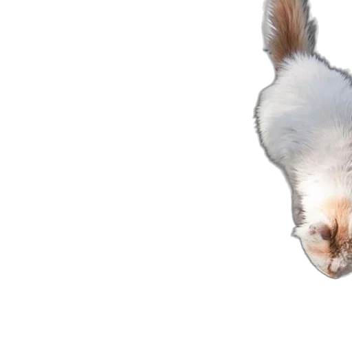 animal, creature, hair, staff transparent PNG cut-out