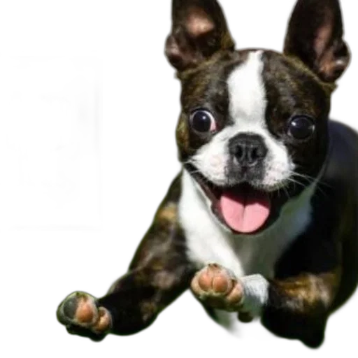 animal, staff, creature, face transparent PNG cut-out