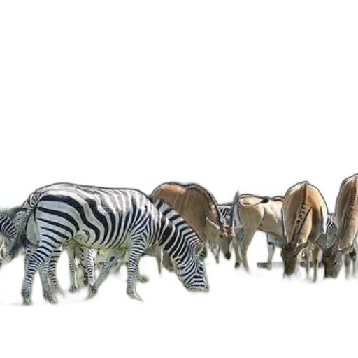 animal, concept art, 3d render, photorealistic transparent PNG cut-out