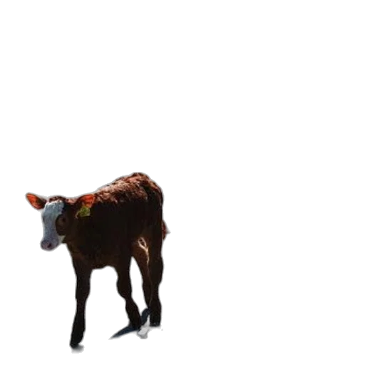 animal, creature, food, robot transparent PNG cut-out