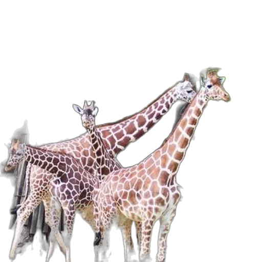 animal, creature, jewelry, staff transparent PNG cut-out